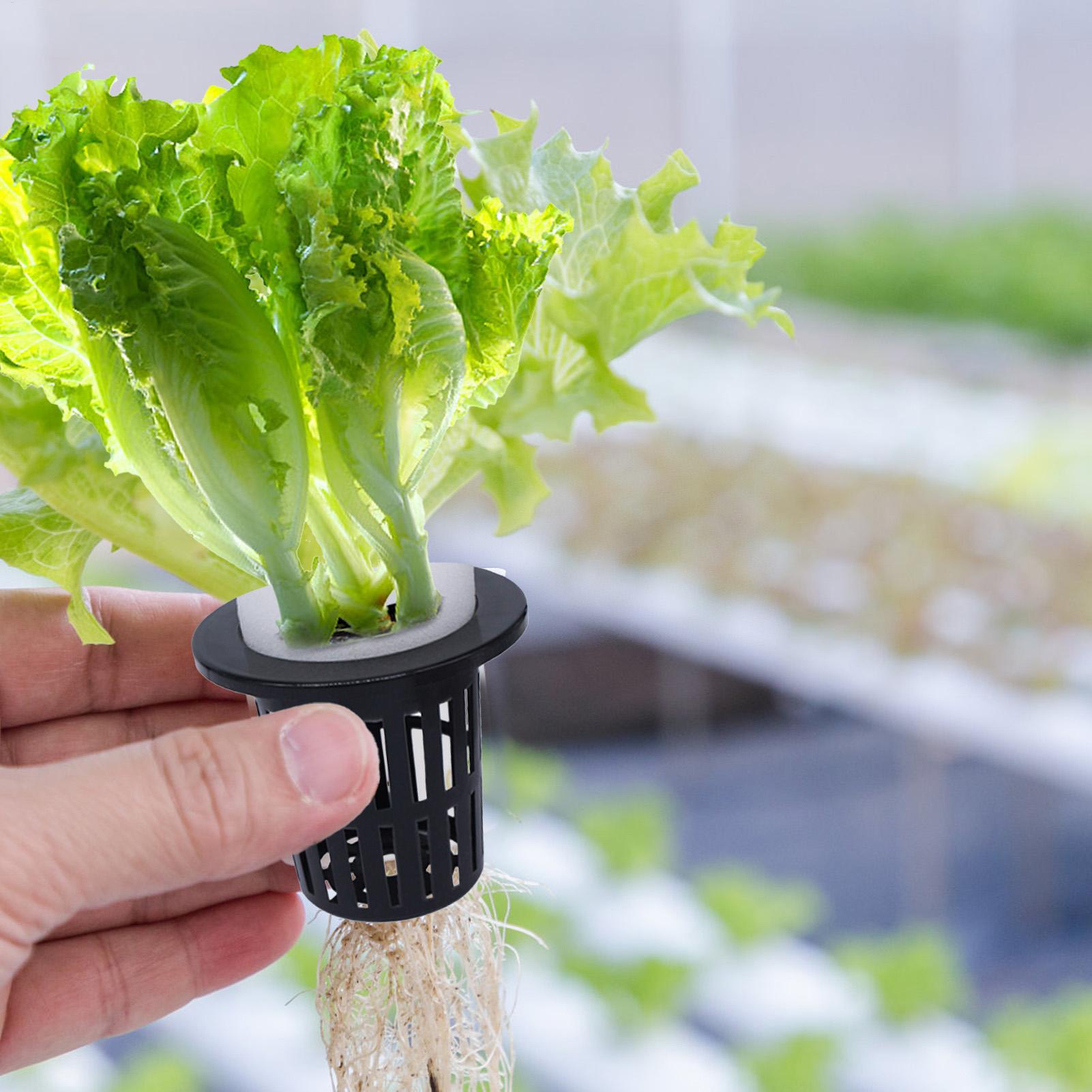 Net Pots For Hydroponics Hydro - Urban Farming Hydroponics บทวิจารณ์และราคา